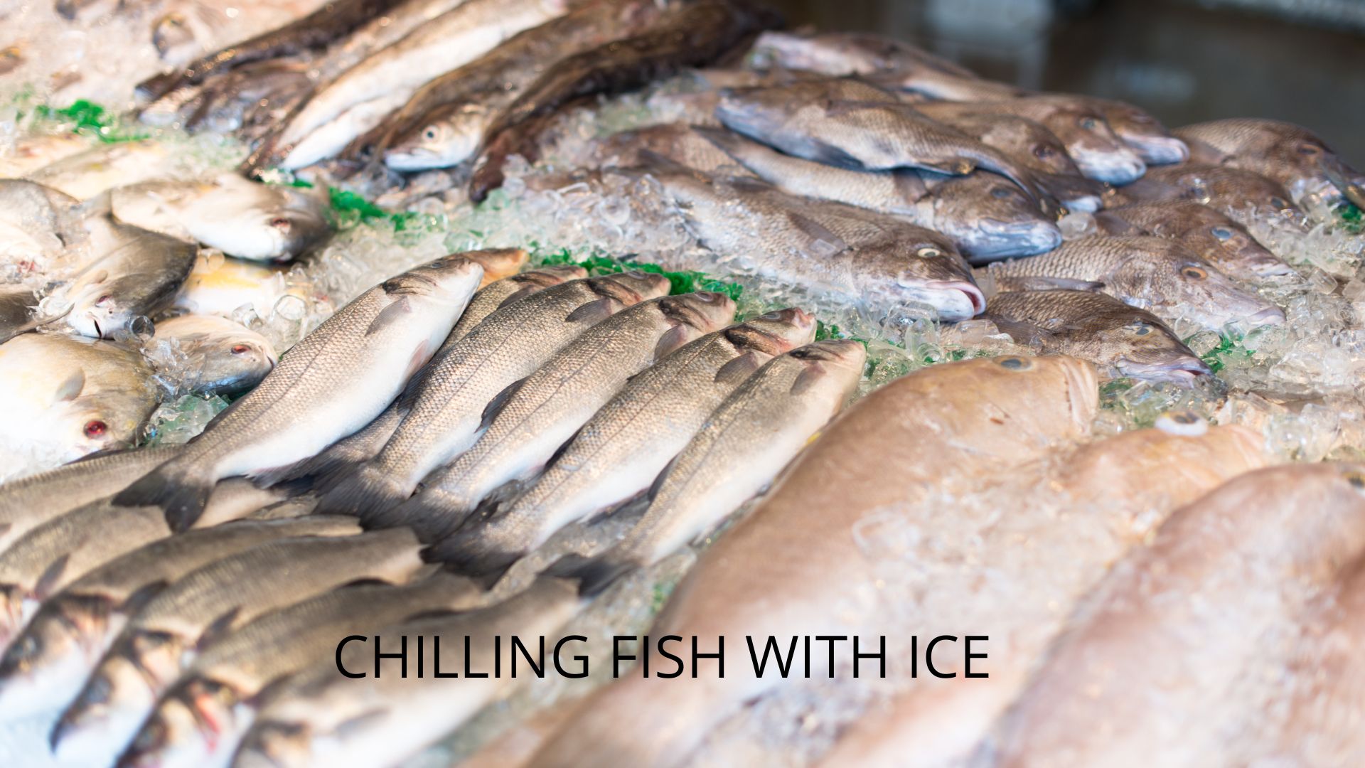 CHILLING FISH WITH ICE